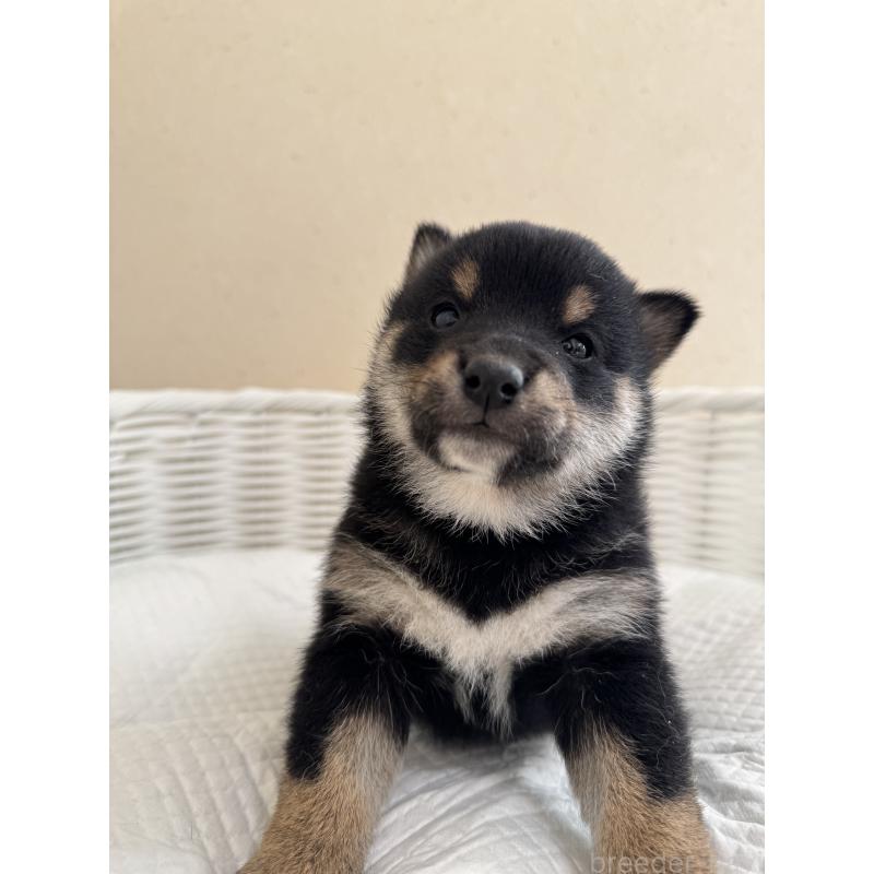 販売中の兵庫県の豆柴-442007の5枚目