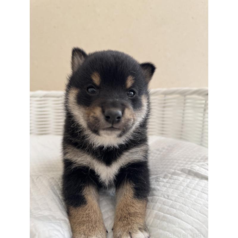 販売中の兵庫県の豆柴-442007の4枚目