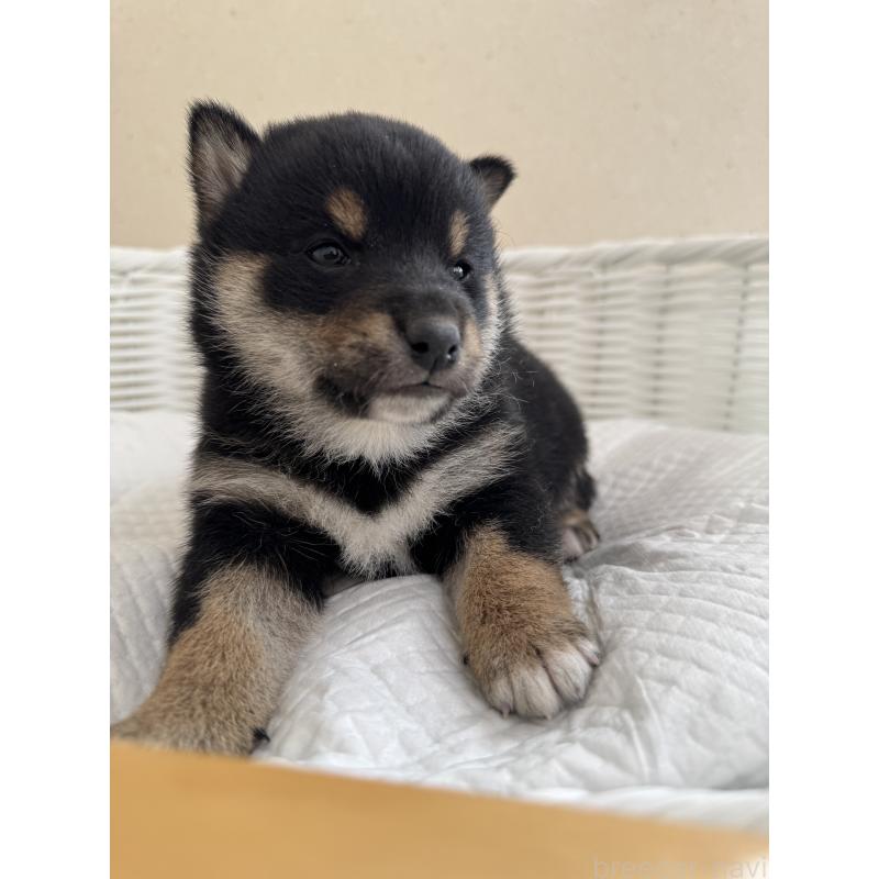 販売中の兵庫県の豆柴-442007の3枚目