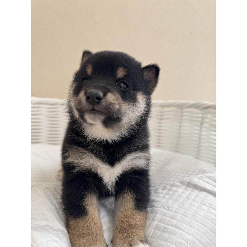 販売中の兵庫県の豆柴-442007の2枚目