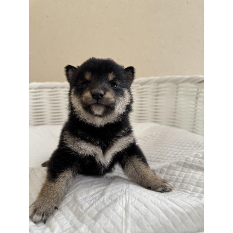 販売中の兵庫県の豆柴-442008