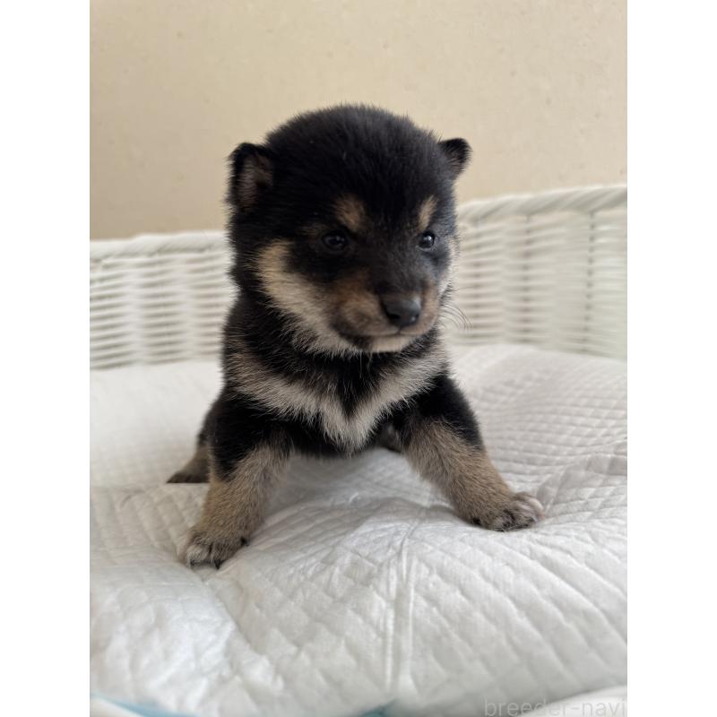 販売中の兵庫県の豆柴-442008の8枚目