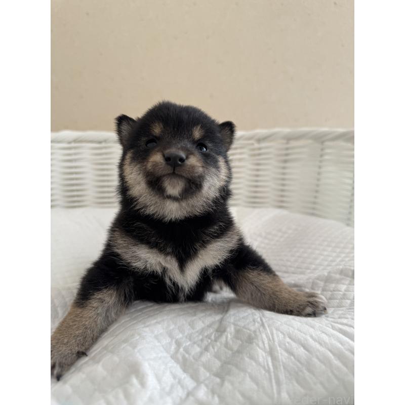 販売中の兵庫県の豆柴-442008の7枚目