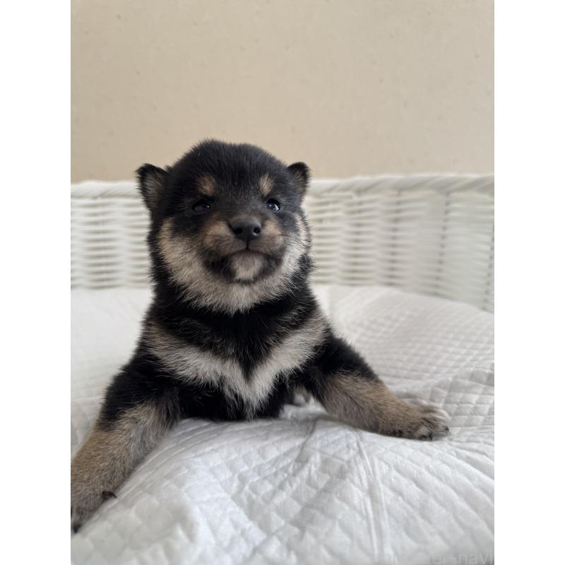 販売中の兵庫県の豆柴-442008の6枚目