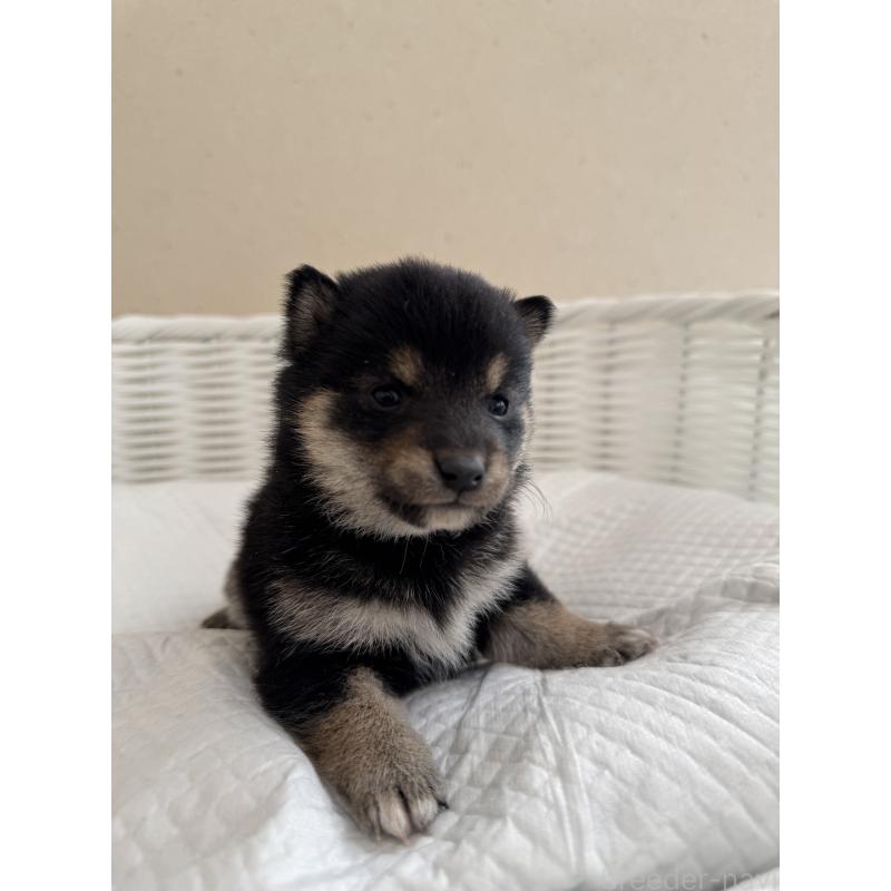 販売中の兵庫県の豆柴-442008の5枚目