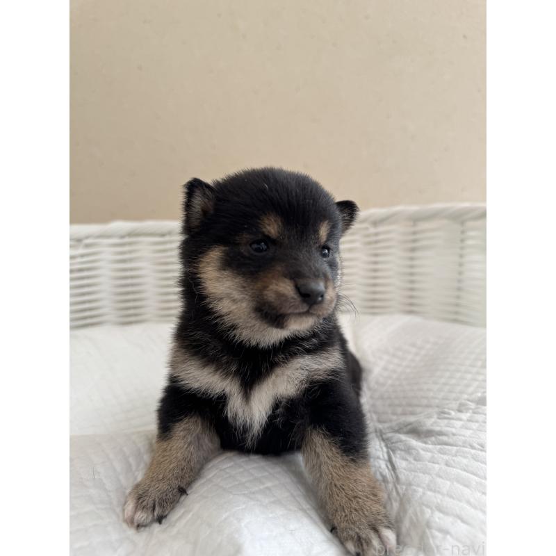 販売中の兵庫県の豆柴-442008の4枚目