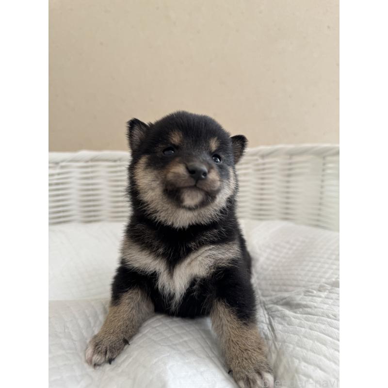 販売中の兵庫県の豆柴-442008の3枚目