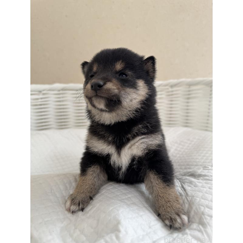 販売中の兵庫県の豆柴-442008の2枚目