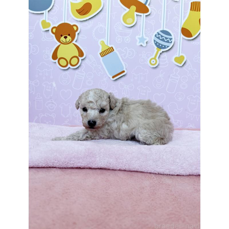 販売中の東京都のトイプードル-442017の6枚目