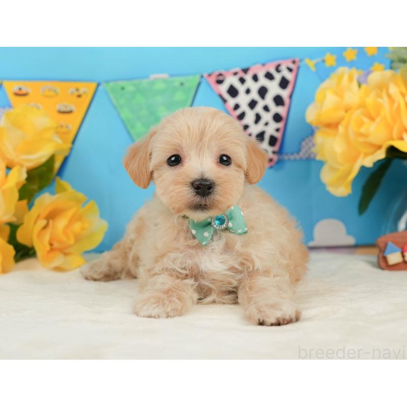 販売中の静岡県のマルプー:マルチーズ×トイプードル-442009の9枚目