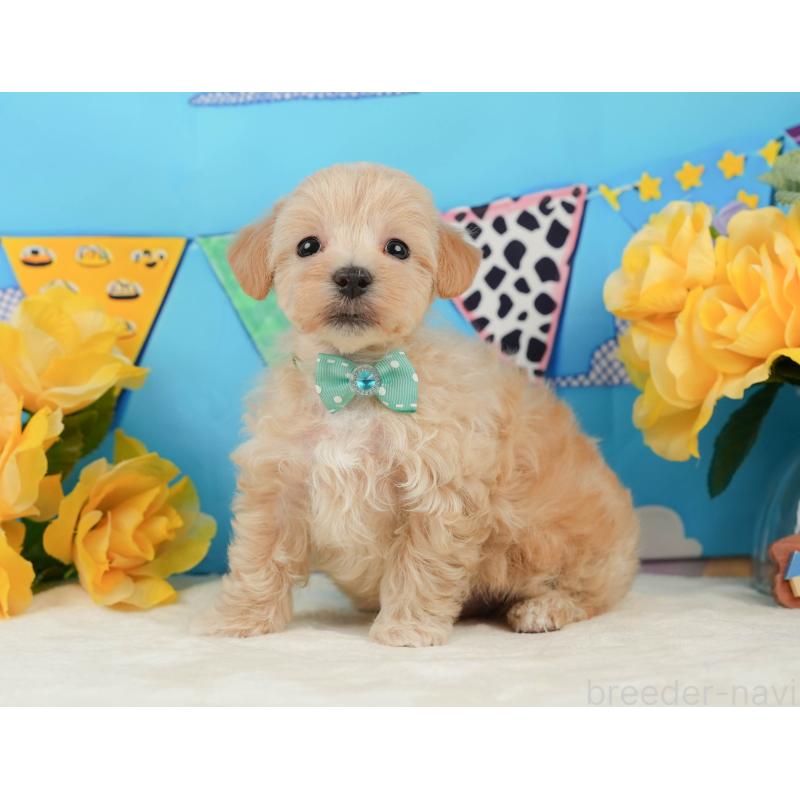 販売中の静岡県のマルプー:マルチーズ×トイプードル-442009の7枚目