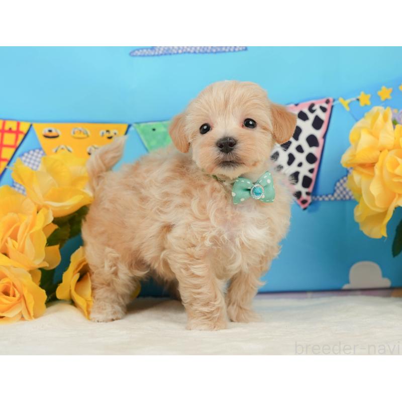 販売中の静岡県のマルプー:マルチーズ×トイプードル-442009の6枚目