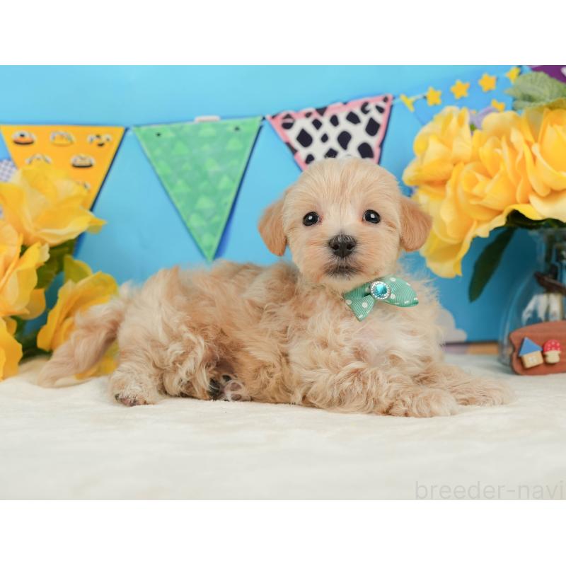 販売中の静岡県のマルプー:マルチーズ×トイプードル-442009の5枚目