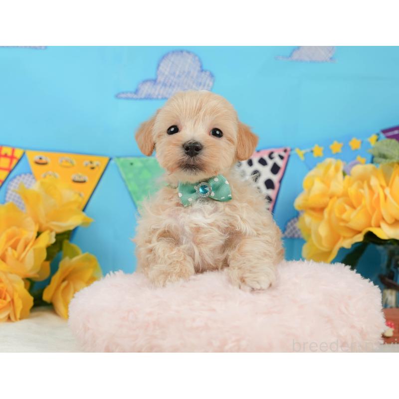 販売中の静岡県のマルプー:マルチーズ×トイプードル-442009の4枚目