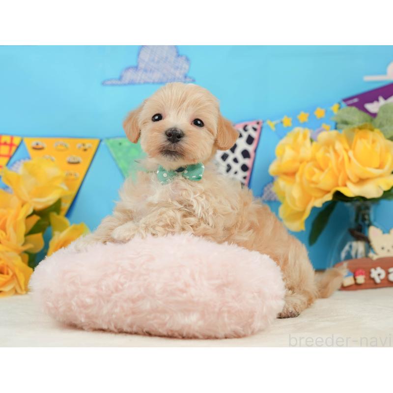 販売中の静岡県のマルプー:マルチーズ×トイプードル-442009の3枚目