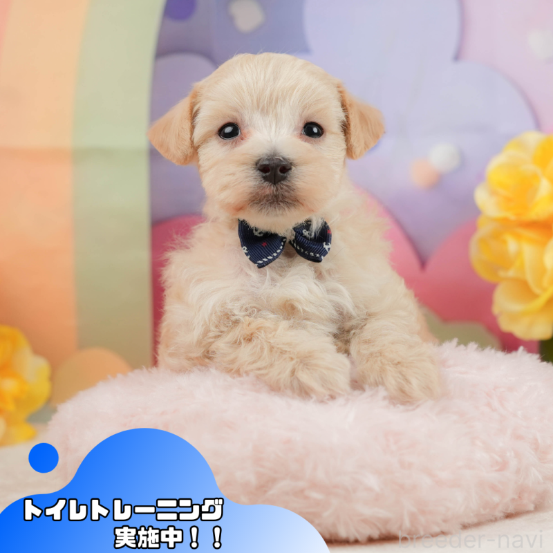 販売中の静岡県のマルプー:マルチーズ×トイプードル-442011の1枚目