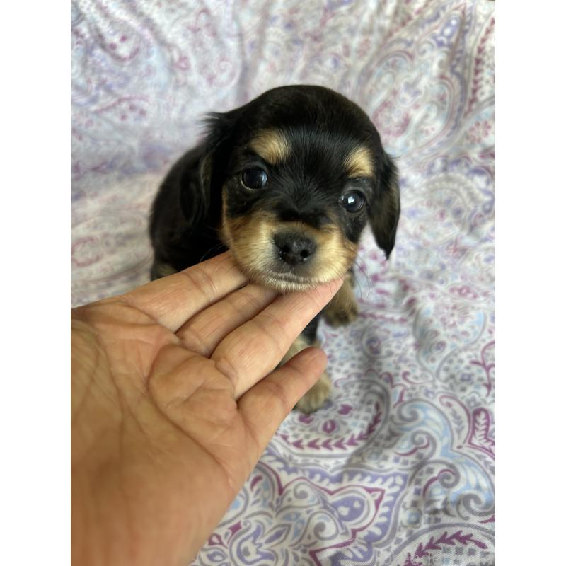 販売中の愛知県のチワックス:チワワ×ミニチュアダックスフンド-440183