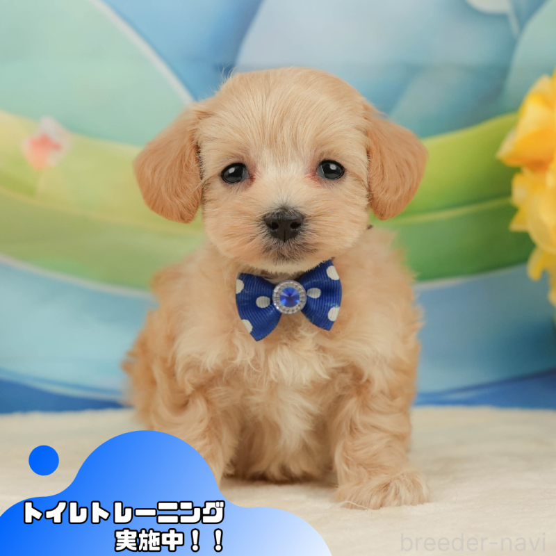 販売中の静岡県のマルプー:マルチーズ×トイプードル-442012