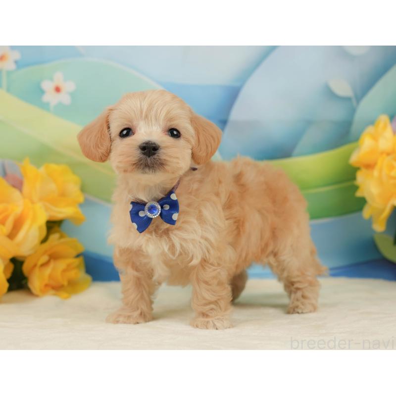 販売中の静岡県のマルプー:マルチーズ×トイプードル-442012の9枚目