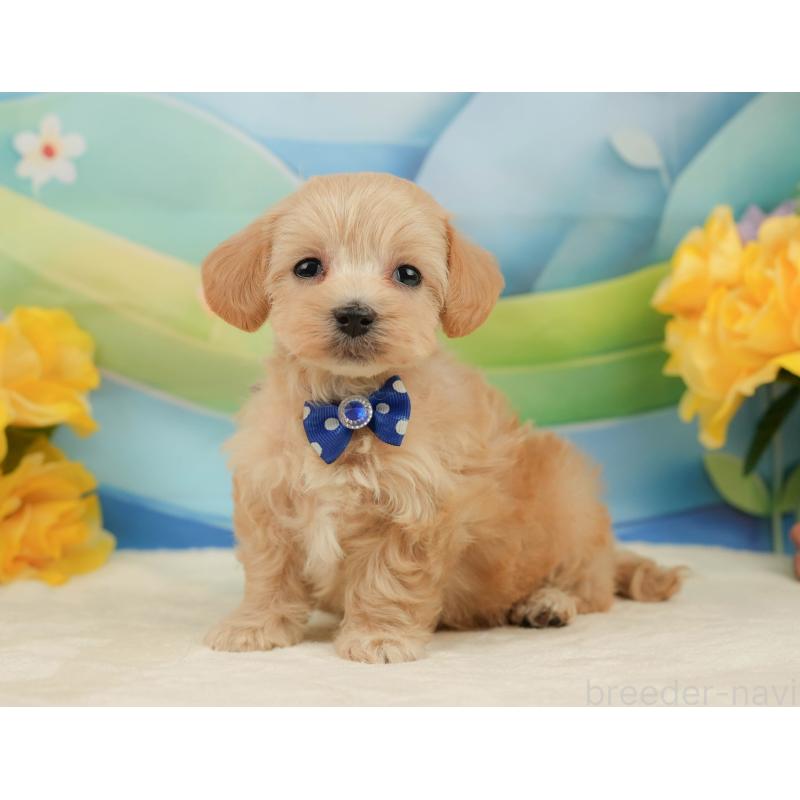 販売中の静岡県のマルプー:マルチーズ×トイプードル-442012の8枚目