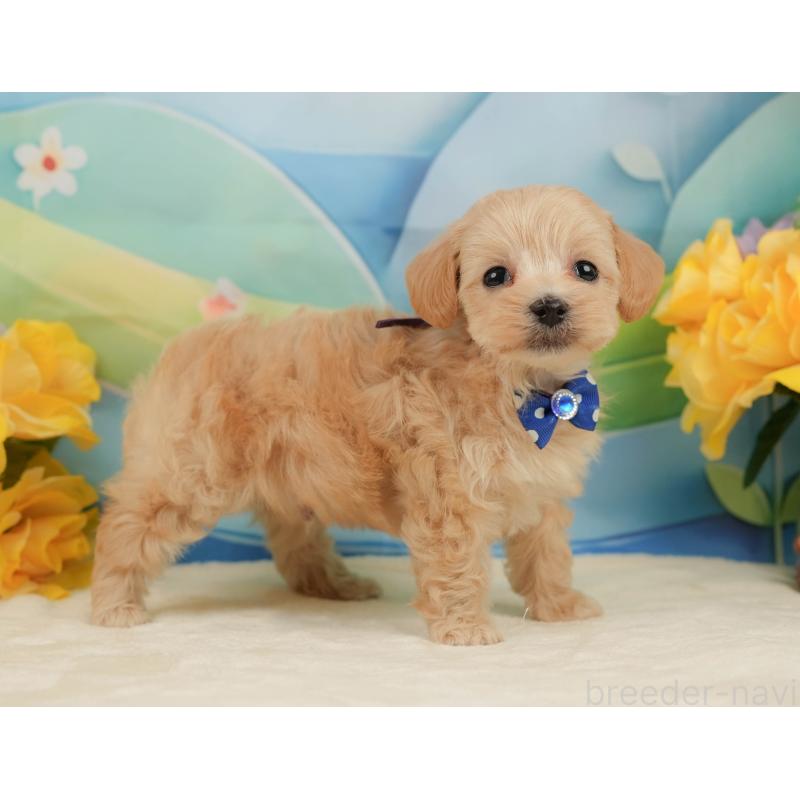 販売中の静岡県のマルプー:マルチーズ×トイプードル-442012の6枚目