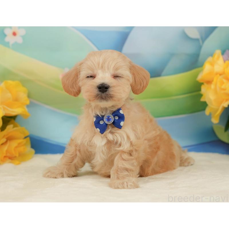 販売中の静岡県のマルプー:マルチーズ×トイプードル-442012の5枚目