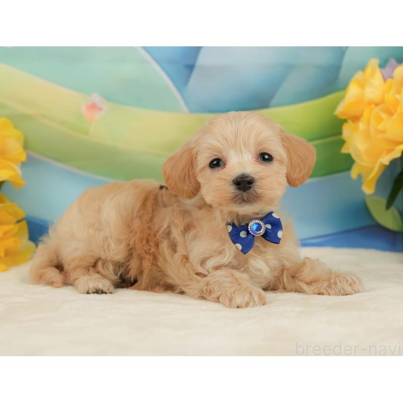 販売中の静岡県のマルプー:マルチーズ×トイプードル-442012の4枚目