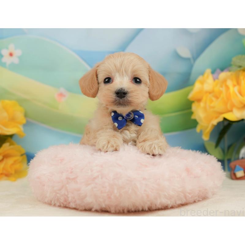 販売中の静岡県のマルプー:マルチーズ×トイプードル-442012の3枚目