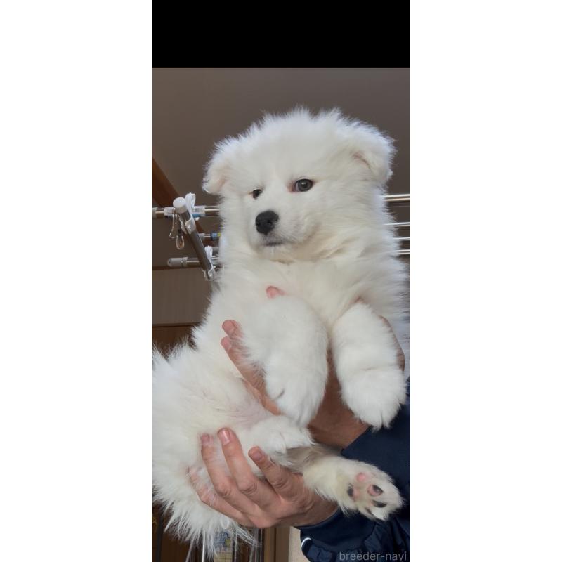 販売中の佐賀県のサモエド-442014の5枚目