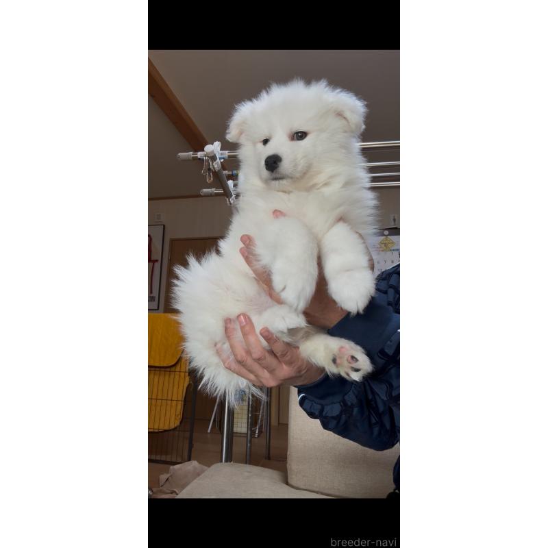 販売中の佐賀県のサモエド-442014の4枚目