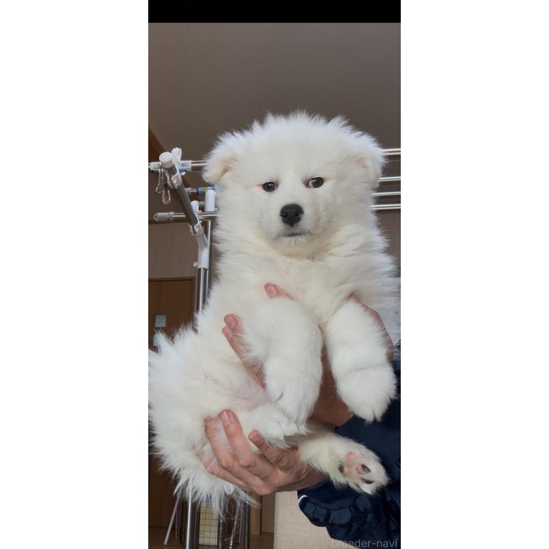 販売中の佐賀県のサモエド-442014の3枚目