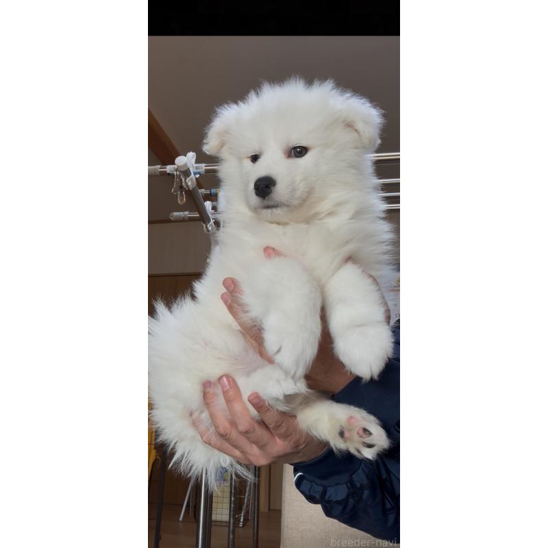 販売中の佐賀県のサモエド-442014の2枚目