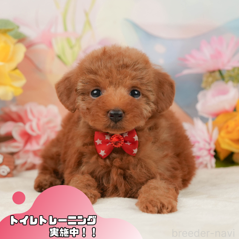 販売中の静岡県のタイニープードル-442015の1枚目