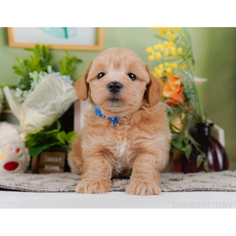 販売中の神奈川県のマルプー:マルチーズ×トイプードル-442021の13枚目