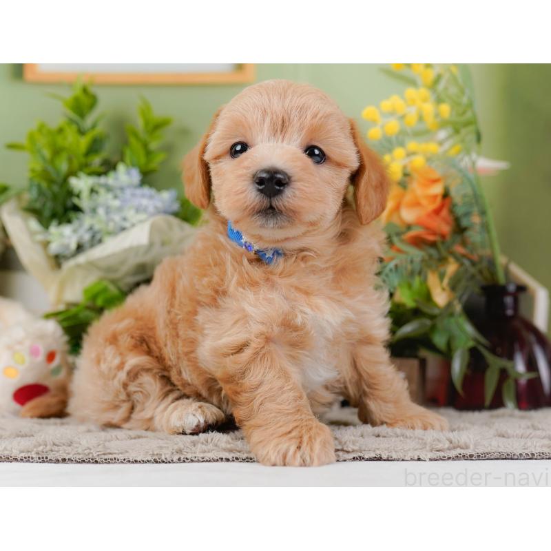 販売中の神奈川県のマルプー:マルチーズ×トイプードル-442021の12枚目