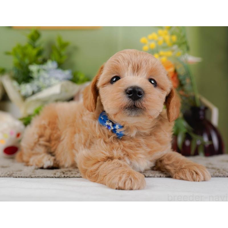 販売中の神奈川県のマルプー:マルチーズ×トイプードル-442021の11枚目