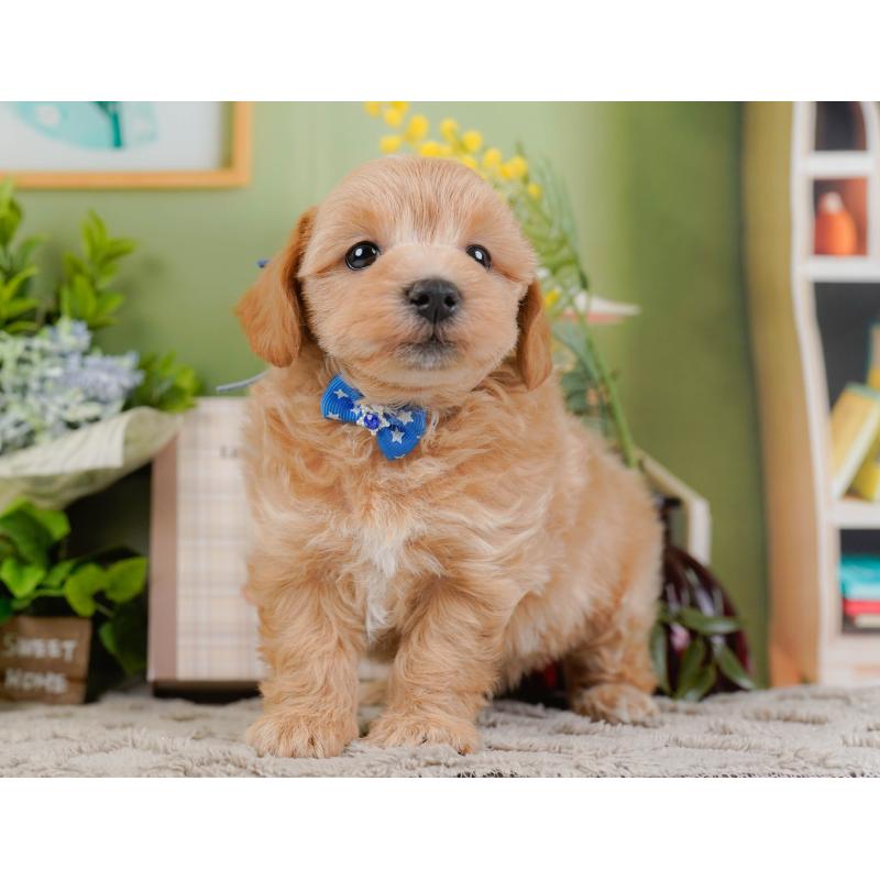 販売中の神奈川県のマルプー:マルチーズ×トイプードル-442021の10枚目