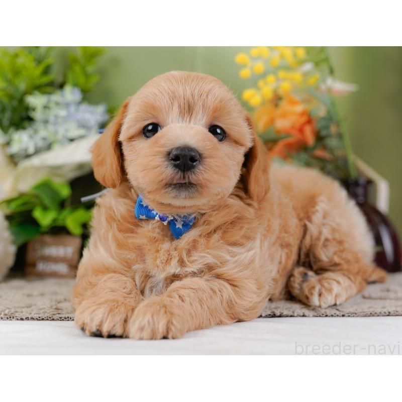 販売中の神奈川県のマルプー:マルチーズ×トイプードル-442021の9枚目