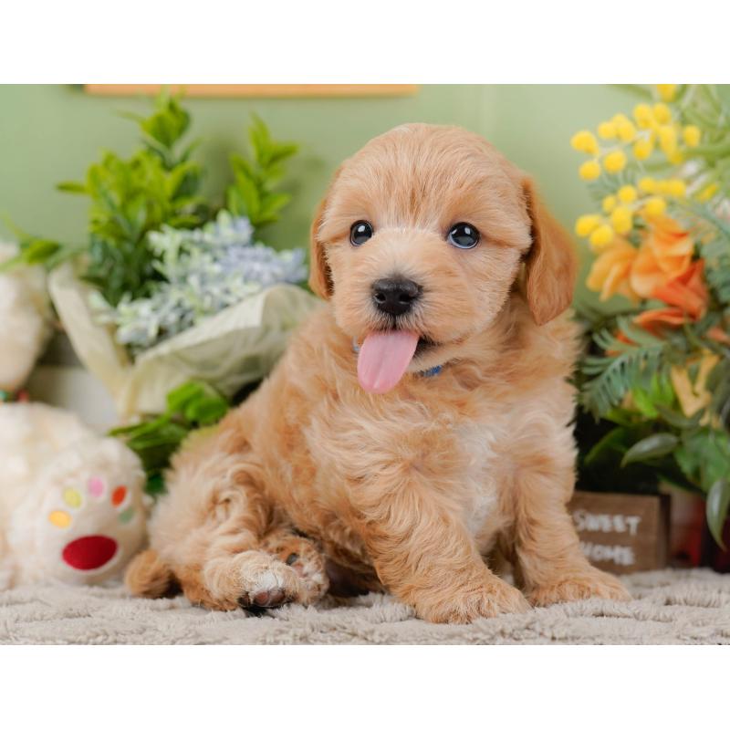 販売中の神奈川県のマルプー:マルチーズ×トイプードル-442021の8枚目