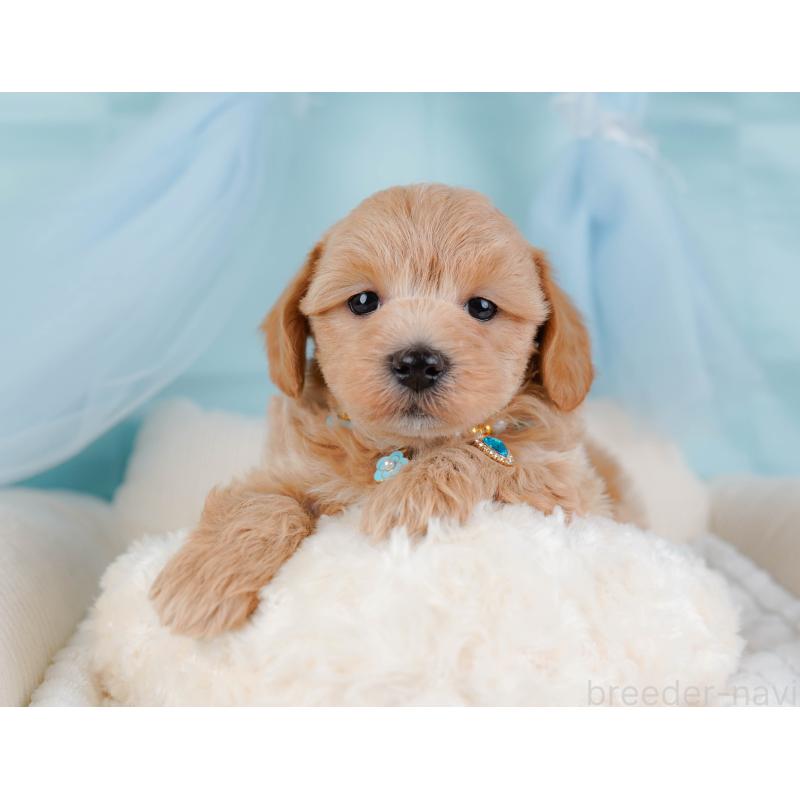 販売中の神奈川県のマルプー:マルチーズ×トイプードル-442021の6枚目