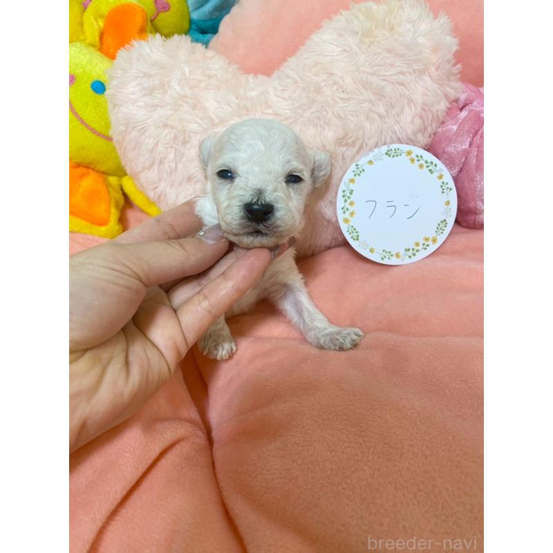 販売中の兵庫県のビションプー:ビションフリーゼ×トイプードル-442019