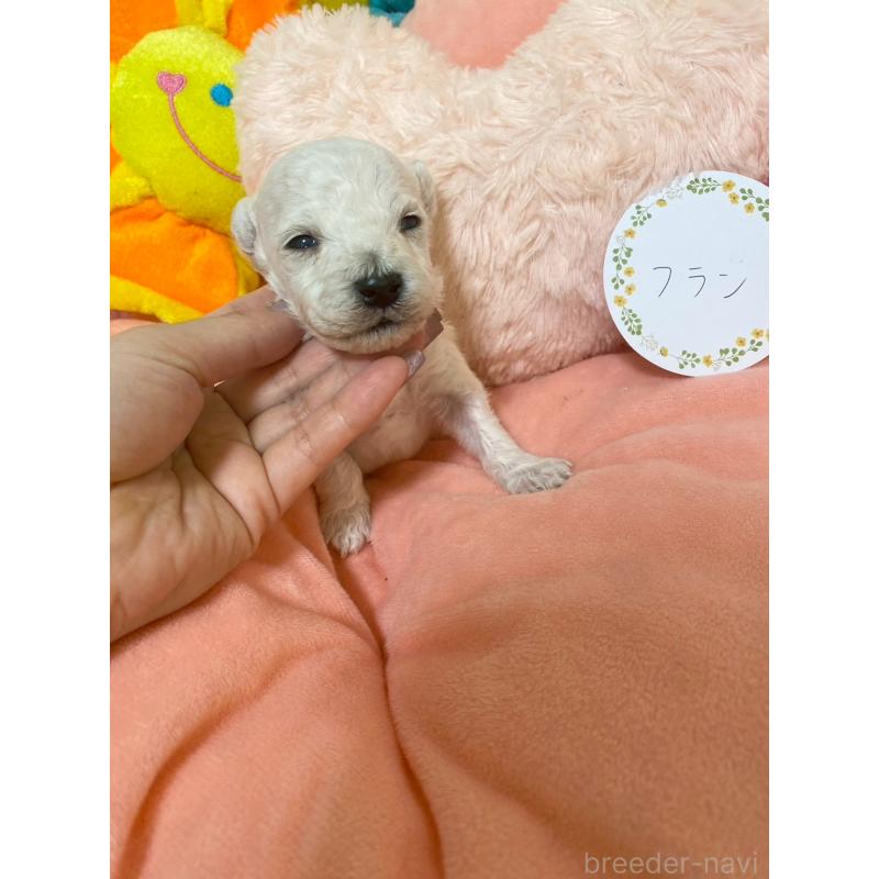 販売中の兵庫県のビションプー:ビションフリーゼ×トイプードル-442019の6枚目