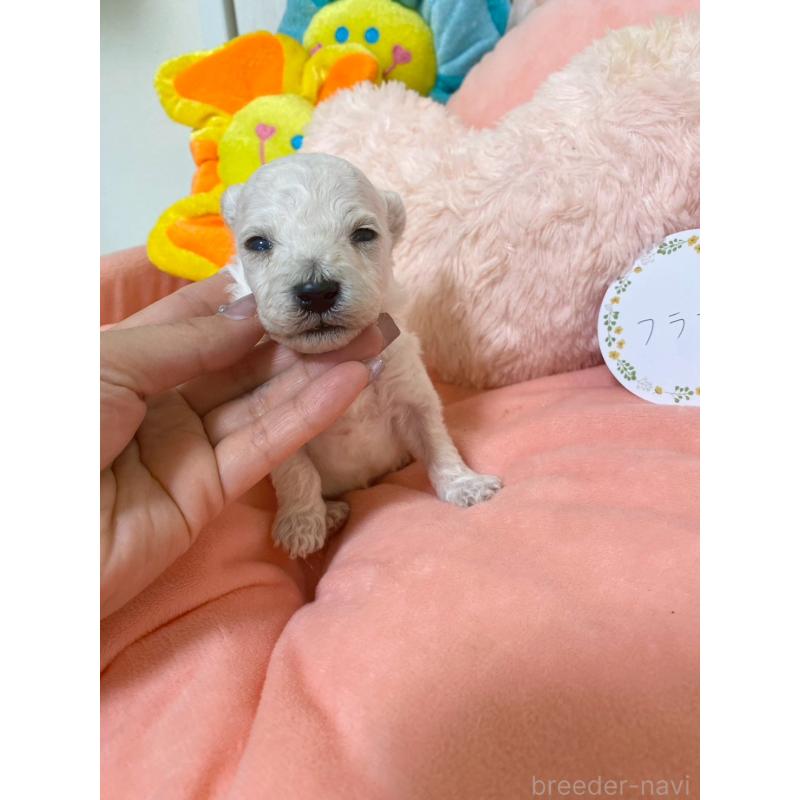 販売中の兵庫県のビションプー:ビションフリーゼ×トイプードル-442019の5枚目