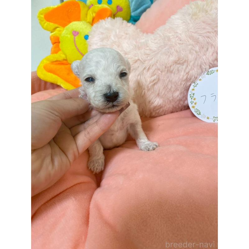 販売中の兵庫県のビションプー:ビションフリーゼ×トイプードル-442019の4枚目