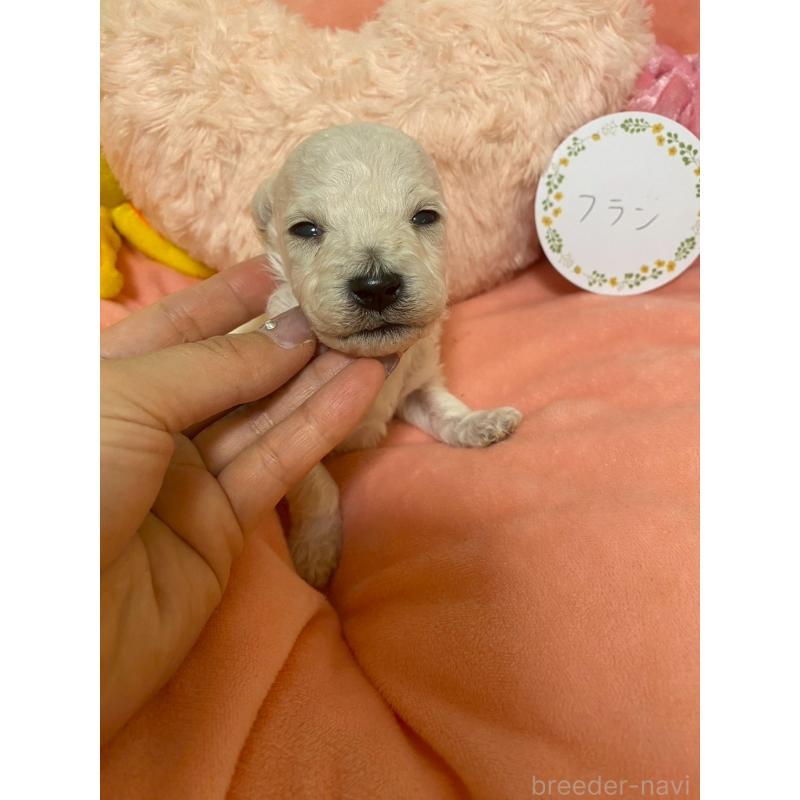 販売中の兵庫県のビションプー:ビションフリーゼ×トイプードル-442019の3枚目