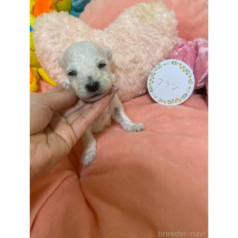 販売中の兵庫県のビションプー:ビションフリーゼ×トイプードル-442019の2枚目