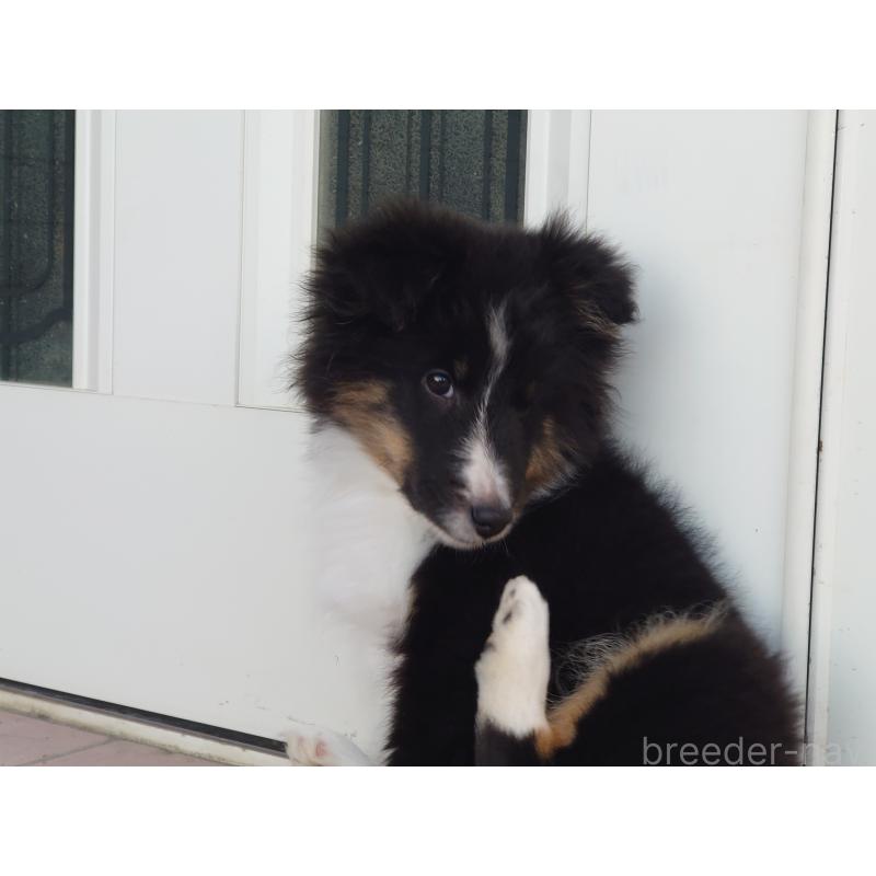 販売中の静岡県のシェットランドシープドッグ(シェルティ)-430544の3枚目