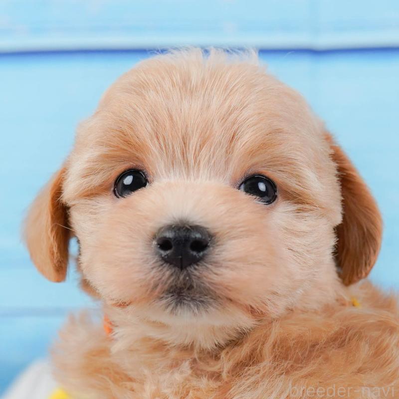 販売中の神奈川県のマルプー:マルチーズ×トイプードル-442024