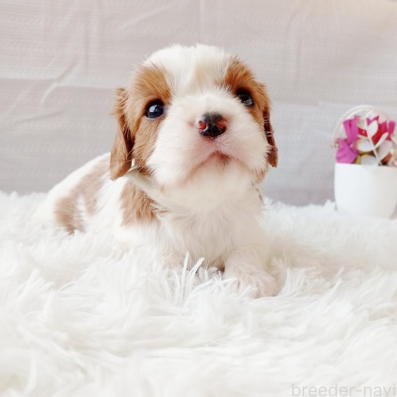 販売中の和歌山県のキャバリアキングチャールズスパニエル-441435