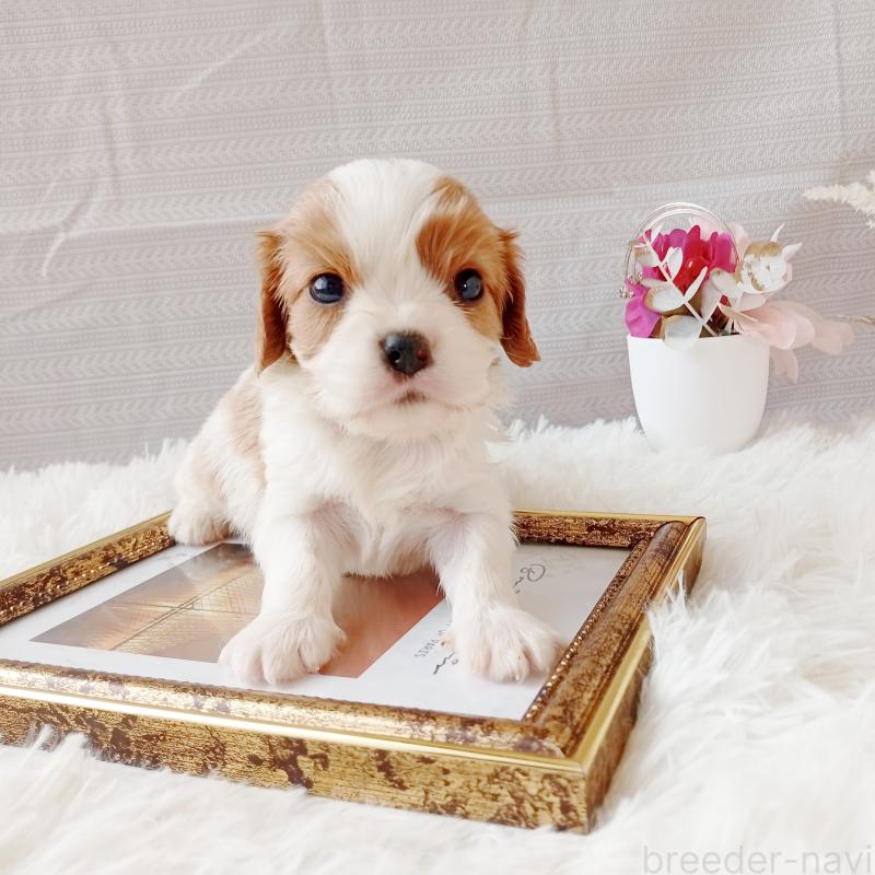 販売中の和歌山県のキャバリアキングチャールズスパニエル-441438